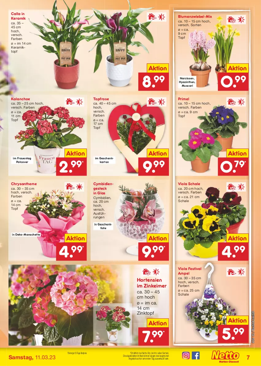 Aktueller Prospekt Netto Marken-Discount - Filial-Angebote - von 06.03 bis 11.03.2023 - strona 7 - produkty: angebot, bestpreis, blume, blumen, eimer, eis, hortensie, hortensien, Kalanchoe, Narzissen, reis, Schal, Schale, Ti, topf, ZTE, zwiebel