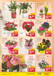 Gazetka promocyjna Netto Marken-Discount - Filial-Angebote - Gazetka - ważna od 11.03 do 11.03.2023 - strona 7 - produkty: angebot, bestpreis, blume, blumen, eimer, eis, hortensie, hortensien, Kalanchoe, Narzissen, reis, Schal, Schale, Ti, topf, ZTE, zwiebel