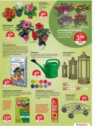 Gazetka promocyjna Vmarkt - Prospekte - Gazetka - ważna od 22.05 do 22.05.2024 - strona 19 - produkty: beere, beeren, beetpflanzen, Begonia, Begonie, blume, blumen, blumenerde, brause, Brei, eis, ente, erdbeere, erdbeeren, erde, Gießkanne, Holz, im 9-cm-topf, korn, kraft, kräuter, kräutern, laterne, orchidee, orchideen, pflanze, pflanzen, Rauch, Roller, rwe, schneckenkorn, Sukkulente, Ti, topf, übertopf