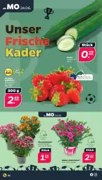 Gazetka promocyjna Netto - Woche 26 - Gazetka - ważna od 29.06 do 29.06.2024 - strona 2 - produkty: beere, beeren, chrysanthemen, erdbeere, erdbeeren, gurke, sac