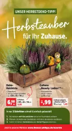 Gazetka promocyjna Thomas Philipps - Gazetka - ważna od 11.10 do 11.10.2025 - strona 4 - produkty: Draht, erde, Holz, kleid, Kürbis, leine, LG, pflanze, pflanzen, Schütze, Ti, topf