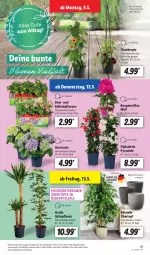 Gazetka promocyjna Lidl - Aktionsprospekt - Gazetka - ważna od 14.05 do 14.05.2022 - strona 23 - produkty: angebot, balkonpflanzen, dell, dip, dipladenia, eis, elle, hortensie, Mode, pflanze, pflanzen, reis, Ria, Ti, topf, übertopf, ZTE