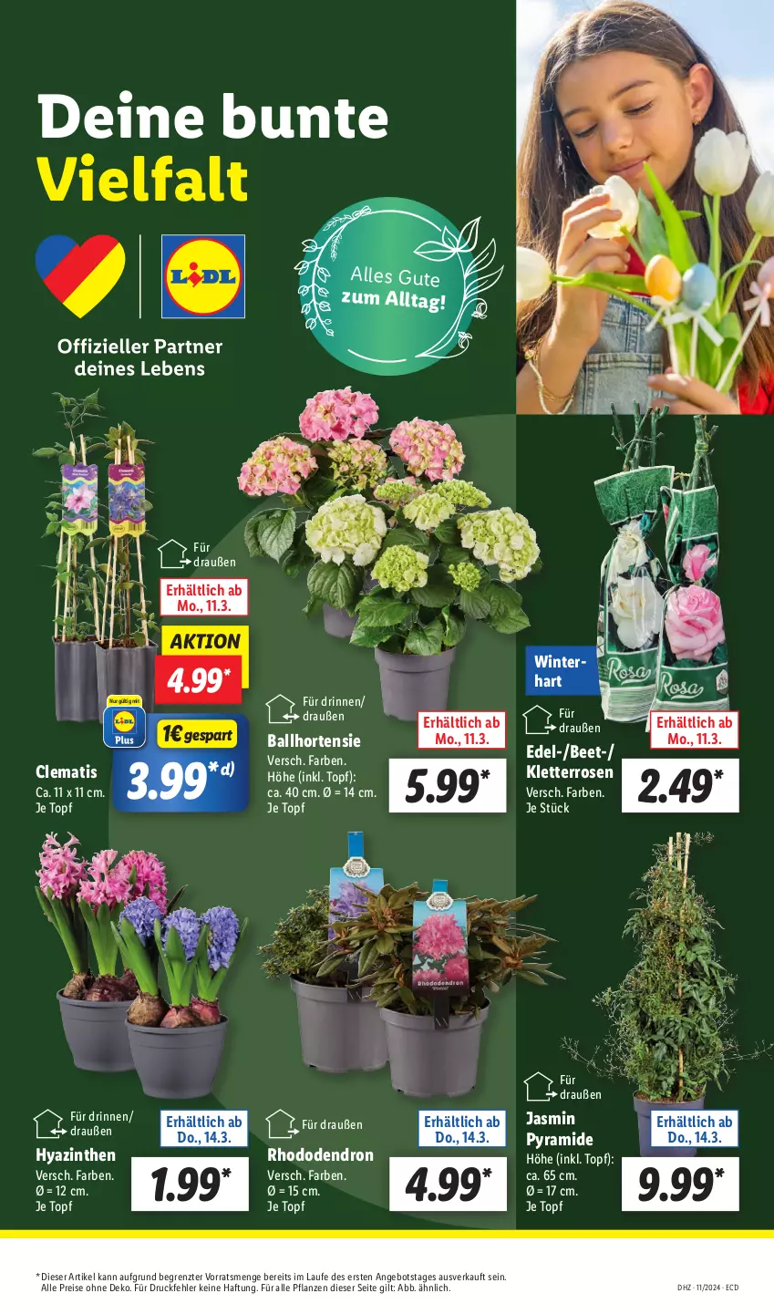 Aktueller Prospekt Lidl - Aktionsprospekt - von 11.03 bis 16.03.2024 - strona 7 - produkty: angebot, ball, eis, hortensie, pflanze, pflanzen, reis, rosen, Ti, topf, ZTE