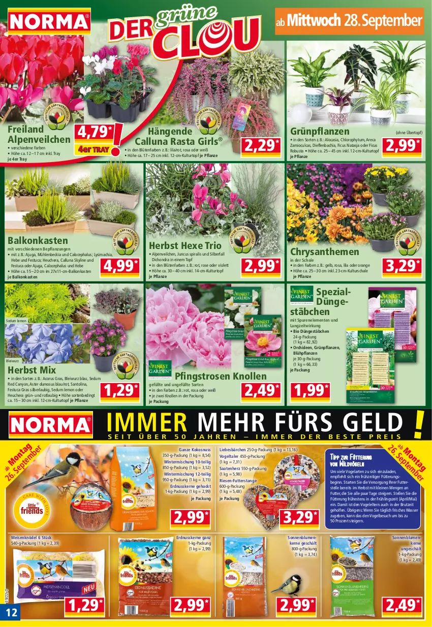 Aktueller Prospekt Norma - Norma - von 26.09 bis 03.10.2022 - strona 12 - produkty: Alpenveilchen, bio, blume, blumen, Blüte, brut, chia, chrysanthemen, eis, elle, ente, erdnuss, Ficus, gin, Grünpflanzen, Heu, HP, Knödel, kokos, kokosnuss, kulturtopf, leine, mac, Meisenknödel, nuss, orange, orchidee, orchideen, Pfingstrosen, pflanze, pflanzen, pril, rosen, Schal, Schale, sim, sonnenblume, sonnenblumen, Sonnenblumenkerne, Spezi, Ti, topf, tuc, übertopf, wasser, Wild, Yo