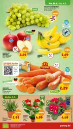 Gazetka promocyjna Penny - Prospekte - Gazetka - ważna od 04.02 do 04.02.2023 - strona 5 - produkty: aloe vera, beutel, elle, karotten, rel, Schal, Schale, tafeltrauben, Ti, topf, trauben