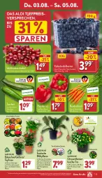 Gazetka promocyjna Aldi Nord - Von Montag - Gazetka - ważna od 05.08 do 05.08.2023 - strona 23 - produkty: aldi, beere, beeren, blume, Blüte, Brei, Bundmöhren, chrysanthemen, eis, elle, Gerber, heidelbeere, heidelbeeren, HP, Kalanchoe, kulturtopf, möhren, paprika, paprika rot, pflanze, reis, Ria, rum, Schal, Schale, Ti, tisch, topf, trauben, ZTE, zucchini