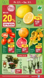 Gazetka promocyjna Aldi Nord - Von Montag - Gazetka - ważna od 03.01 do 03.01.2026 - strona 21 - produkty: Blüte, Brei, gin, grapefruit, Kalanchoe, kulturtopf, Mett, orchidee, pflanze, Physalis, Ria, Schal, Schale, Ti, tomate, tomaten, topf, zitrone, zitronen, ZTE