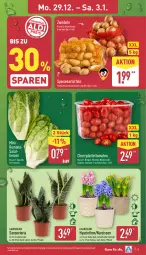 Gazetka promocyjna Aldi Nord - Von Montag - Gazetka - ważna od 03.01 do 03.01.2026 - strona 3 - produkty: Blüte, Brei, datteltomaten, eis, gin, Holz, kartoffel, kartoffeln, korb, kulturtopf, LG, Narzissen, pflanze, Ria, Romanasalat, sac, salat, Schal, Schale, speisekartoffeln, Ti, tomate, tomaten, topf, ZTE, zwiebel, zwiebeln
