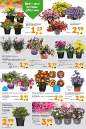Gazetka promocyjna  - Gazetka - ważna od 06.06 do 06.06.2026 - strona 2 - produkty: ball, Begonia, blume, Blüte, chrysanthemen, geranie, geranien, Körbchen, LG, Pelargonium, petunie, petunien, rum, Ti, topf, Yo