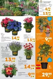 Gazetka promocyjna  - Gazetka - ważna od 06.06 do 06.06.2026 - strona 3 - produkty: beispielabbildung, Blüte, chili, citrus, dahlie, Echinacea, eis, elle, frucht, Garten, gurke, gurken, hortensie, hydrangea, hydrangea macrophylla, käfer, lavendel, limo, mac, mit frucht, paprika, rosen, stauden, Ti, tomate, tomaten, topf, zitrone, zitronen
