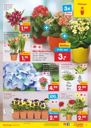 Gazetka promocyjna Netto Marken-Discount - Filial-Angebote - Gazetka - ważna od 25.02 do 25.02.2023 - strona 7 - produkty: angebot, bestpreis, blume, blumen, eis, Gerber, Grünpflanzen, hortensie, Kalanchoe, Narzissen, pflanze, pflanzen, reis, Ti, topf, ZTE, zwiebel, zwiebeln