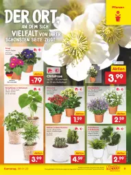 Gazetka promocyjna Netto Marken-Discount - Filial Angebote - Gazetka - ważna od 08.01 do 08.01.2022 - strona 9 - produkty: angebot, blume, Grünpflanzen, Kaktee, Kalanchoe, korb, kulturtopf, pflanze, pflanzen, tee, Ti, topf, usb, ZTE