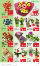 Gazetka promocyjna Kaufland - Prospekt - Gazetka - ważna od 17.01 do 17.01.2024 - strona 15 - produkty: angebot, angebote, Becher, beere, beeren, Bromelie, cocktail, elle, erdbeere, erdbeeren, heidelbeere, heidelbeeren, orchidee, pflanze, pflanzen, Ria, rispentomaten, Schal, Schale, Ti, tomate, tomaten, topf, topf ø 12 cm, übertopf
