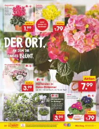 Gazetka promocyjna Netto Marken-Discount - Filial-Angebote - Gazetka - ważna od 12.02 do 12.02.2022 - strona 22 - produkty: Alpenveilchen, blume, chrysanthemen, eimer, eis, elle, hortensie, hortensien, kulturtopf, Narzissen, ndk, reis, Ti, topf, versandkostenfrei