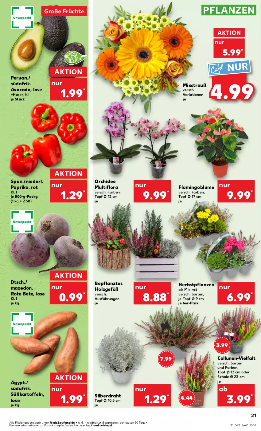 Aktueller Prospekt Kaufland - Prospekt - von 17.10 bis 23.10.2024 - strona 21 - produkty: angebot, angebote, avocado, blume, Draht, eis, früchte, Holz, kartoffel, kartoffeln, orchidee, paprika, pflanze, pflanzen, reis, Ria, rote bete, Schal, Schale, Süßkartoffeln, Ti, topf, topf ø 12 cm, ZTE