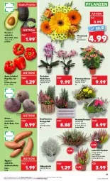 Gazetka promocyjna Kaufland - Prospekt - Gazetka - ważna od 23.10 do 23.10.2024 - strona 21 - produkty: angebot, angebote, avocado, blume, Draht, eis, früchte, Holz, kartoffel, kartoffeln, orchidee, paprika, pflanze, pflanzen, reis, Ria, rote bete, Schal, Schale, Süßkartoffeln, Ti, topf, topf ø 12 cm, ZTE