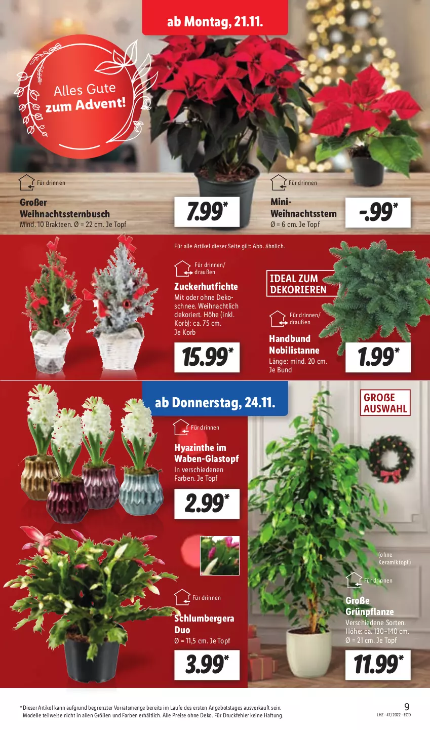 Aktueller Prospekt Lidl - Aktionsprospekt - von 21.11 bis 26.11.2022 - strona 37 - produkty: angebot, Berger, dell, eis, elle, korb, Mode, pflanze, reis, tee, Ti, topf, Weihnachtsstern, ZTE, zucker