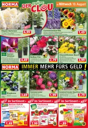 Gazetka promocyjna Norma - Norma - Gazetka - ważna od 15.08 do 15.08.2022 - strona 12 - produkty: beere, beeren, Blaubeer, blaubeere, blume, Blüte, bonbons, chrysanthemen, eis, erdbeere, erdbeeren, Flowers, frucht, Garten, hama, himbeer, himbeere, himbeeren, hortensie, kulturtopf, lavendel, mab, messer, oreo, pflanze, pflanzen, Ria, ritter, sahne, snack, sour cream, stauden, Ti, topf