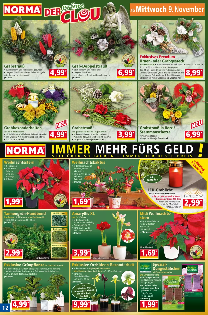 Aktueller Prospekt Norma - Norma - von 07.11 bis 14.11.2022 - strona 12 - produkty: auer, batterie, batterien, beere, bio, Black Jack, Blüte, brombeere, dekoration, Engel, ente, Ficus, gin, Grünpflanzen, Holz, HP, kerze, Konifere, kulturtopf, lack, LG, mac, monster, Monstera, natur, orange, orchidee, orchideen, pflanze, pflanzen, rel, Ria, rosen, Schal, Spezi, tee, Ti, topf, übertopf, usb, Weihnachtsstern, zwiebel