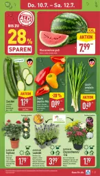 Gazetka promocyjna Aldi Nord - Von Montag - Gazetka - ważna od 12.07 do 12.07.2025 - strona 27 - produkty: Blüte, chrysanthemen, eis, kulturtopf, Lauchzwiebel, lauchzwiebeln, lavendel, melone, paprika, pflanze, pflanzen, reis, Ria, snack, Ti, topf, Tüte, wasser, wassermelone, ZTE, zucchini, zwiebel, zwiebeln