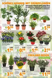Gazetka promocyjna  - Prospekt für Globus Baumarkt  Achern - Gazetka - ważna od 19.03 do 19.03.2022 - strona 2 - produkty: beispielabbildung, Blüte, Container, eis, ente, Grünpflanzen, hama, pflanze, pflanzen, Primeln, rosen, SANTE, stauden, Ti, topf