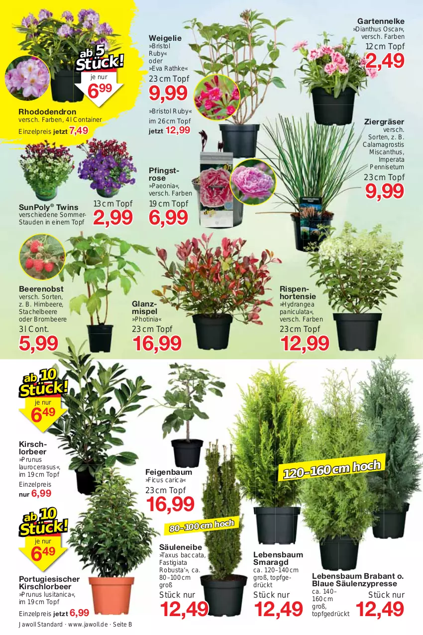 Aktueller Prospekt Jawoll - Prospekte - von 19.03 bis 25.03.2023 - strona 8 - produkty: ACC, asti, asus, auer, Bau, beere, beeren, brombeere, Container, eis, Feigen, Ficus, Garten, gartennelke, himbeer, himbeere, hortensie, hydrangea, Hydrangea paniculata, kirsch, obst, reis, stauden, Ti, topf