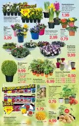 Gazetka promocyjna Jawoll - Prospekte - Gazetka - ważna od 25.03 do 25.03.2023 - strona 6 - produkty: Bau, Baumkugel, beetpflanzen, blume, blumen, buch, cin, cocktail, eier, eis, Ficus, fleisch, Germ, kartoffel, kartoffeln, Kugel, pflanze, pflanzen, Pflanzkartoffeln, ring, sac, Schal, Schale, Ti, tomate, tomaten, topf, ZTE, zwiebel, zwiebeln