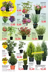 Gazetka promocyjna Jawoll - Prospekte - Gazetka - ważna od 25.03 do 25.03.2023 - strona 8 - produkty: ACC, asti, asus, auer, Bau, beere, beeren, brombeere, Container, eis, Feigen, Ficus, Garten, gartennelke, himbeer, himbeere, hortensie, hydrangea, Hydrangea paniculata, kirsch, obst, reis, stauden, Ti, topf