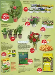 Gazetka promocyjna Vmarkt - Prospekte - Gazetka - ważna od 13.03 do 13.03.2024 - strona 16 - produkty: angebot, angebote, Bau, blume, blumen, Blumenstrauß, braun, chrysanthemen, erde, ferramol schneckenkorn, Gerber, Grünpflanzen, korn, LG, natur, obst, papier, pflanze, pflanzen, pril, rasen, rosen, schneckenkorn, Spezi, Ti, topf, übertopf, Yo, zwiebel, zwiebeln