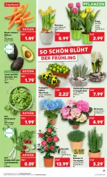 Gazetka promocyjna Kaufland - Prospekt - Gazetka - ważna od 13.03 do 13.03.2024 - strona 21 - produkty: angebot, angebote, avocado, beutel, blattspinat, früchte, hortensie, kräuter, Lauchzwiebel, lauchzwiebeln, möhren, pflanze, pflanzen, radieschen, Ria, spinat, Ti, topf, topf ø 12 cm, übertopf, zwiebel, zwiebeln