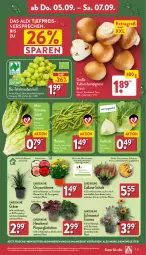 Gazetka promocyjna Aldi Nord - Von Montag - Gazetka - ważna od 07.09 do 07.09.2024 - strona 27 - produkty: aldi, angebot, bio, bohne, bohnen, braun, champignon, champignons, champignons braun, Echinacea, eis, gin, Heu, kohlrabi, kulturtopf, pflanze, pflanzen, reis, Ria, Romanasalat, salat, salatherzen, Schal, Schale, tafeltrauben, Ti, topf, trauben, trolli, Tüte, ZTE