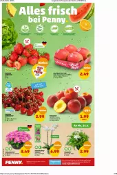 Gazetka promocyjna Penny - Prospekte - Gazetka - ważna od 01.07 do 01.07.2023 - strona 2 - produkty: angebot, angebote, beere, beeren, deit, erdbeere, erdbeeren, Nektar, nektarinen, Schal, Schale, topf