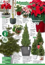 Gazetka promocyjna Bauhaus - Prospekte - Gazetka - ważna od 02.12 do 02.12.2023 - strona 11 - produkty: Bau, beutel, Clin, Container, eimer, eis, elle, Kette, Konifere, korb, LG, lichterkette, pflanze, pflanzen, Pflanztopf, tee, Ti, topf, übertopf, Weihnachtsbaum, wein, zucker