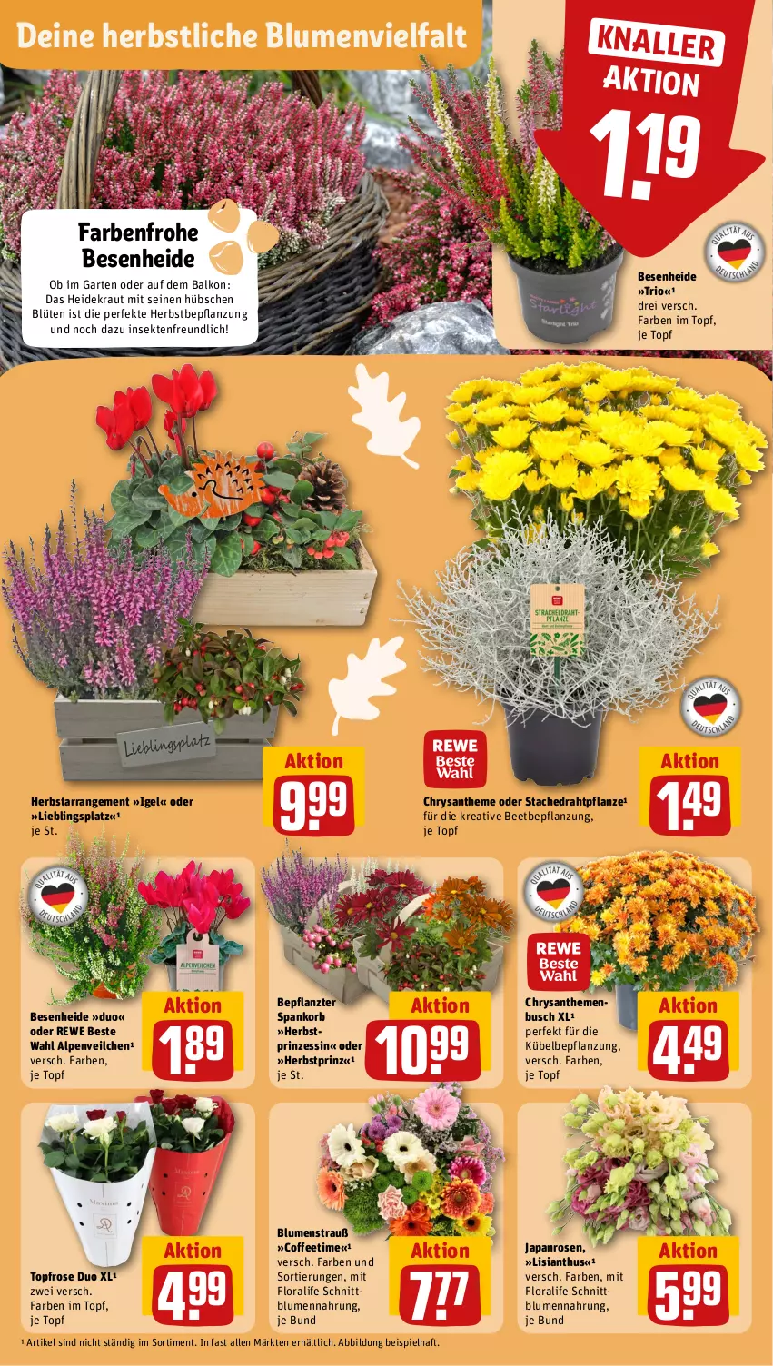 Aktueller Prospekt Rewe - Prospekte - von 16.09 bis 21.09.2024 - strona 5 - produkty: Alpenveilchen, blume, blumen, Blumenstrauß, Blüte, chrysanthemen, Draht, eis, Garten, Heidekraut, korb, Kraut, pflanze, rewe beste wahl, rosen, sekt, Ti, topf, ZTE