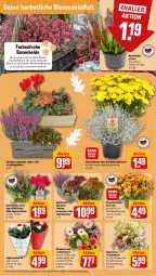 Gazetka promocyjna Rewe - Prospekte - Gazetka - ważna od 21.09 do 21.09.2024 - strona 5 - produkty: Alpenveilchen, blume, blumen, Blumenstrauß, Blüte, chrysanthemen, Draht, eis, Garten, Heidekraut, korb, Kraut, pflanze, rewe beste wahl, rosen, sekt, Ti, topf, ZTE