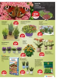 Gazetka promocyjna Vmarkt - V-Markt - Gazetka - ważna od 24.08 do 24.08.2022 - strona 17 - produkty: blume, blumen, blumenerde, Campanula, dünger, eis, ente, erde, Konifere, leine, LG, orchidee, pflanze, pflanzen, phalaenopsis, rasen, Spiele, spitzenqualität, Sport, stauden, topf, übertopf