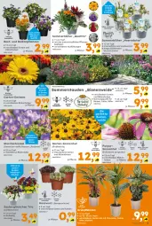 Gazetka promocyjna  - Gazetka - ważna od 06.07 do 06.07.2024 - strona 3 - produkty: auer, balkonpflanzen, beispielabbildung, blume, blumen, Blumenstrauß, Blüte, chia, decke, Echinacea, eis, elle, fenster, Garten, Gerber, Grünpflanzen, Hauswurz, käfer, pflanze, pflanzen, Sempervivum, stauden, Thea, topf, zauberglöckchen