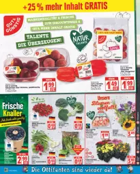 Gazetka promocyjna Edeka - Angebote der Woche - Gazetka - ważna od 23.07 do 23.07.2022 - strona 6 - produkty: beere, beeren, beutel, blume, blumen, chrysanthemen, deka, eis, elle, fleisch, heidelbeere, heidelbeeren, kirsch, kirsche, kirschen, Nektar, nektarinen, nektarinen oder, oder pfirsiche, paprika, pfirsich, pfirsiche, radieschen, Romanasalat, rosen, salat, Schal, Schale, tafeläpfel, Ti