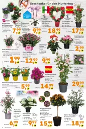 Gazetka promocyjna  - Gazetka - ważna od 09.05 do 09.05.2026 - strona 2 - produkty: blume, Blüte, dell, dip, edellieschen, hortensie, hortensien, hydrangea, orchidee, phalaenopsis, rosen, Schal, Schale, Ti, topf, Yo, ZTE