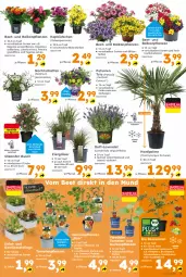 Gazetka promocyjna  - Gazetka - ważna od 09.05 do 09.05.2026 - strona 3 - produkty: aubergine, auberginen, beere, beeren, Begonia, bio, Blüte, brombeere, gin, gurke, gurken, heidelbeere, himbeer, himbeere, johannisbeere, Körbchen, lavendel, obst, paprika, peperoni, Peroni, petunie, petunien, Ria, salat, Schal, Schale, Ti, tomate, tomaten, topf, und gemüse
