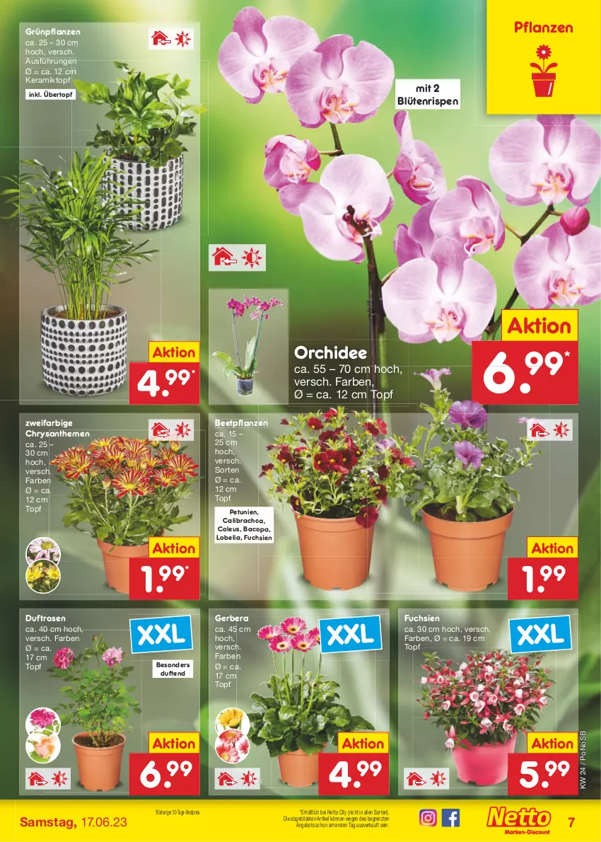 Aktueller Prospekt Netto Marken-Discount - Filial-Angebote - von 12.06 bis 17.06.2023 - strona 7 - produkty: angebot, beetpflanzen, bestpreis, Blüte, calibrachoa, chrysanthemen, eis, Gerber, Grünpflanzen, orchidee, petunie, petunien, pflanze, pflanzen, reis, rosen, Ti, topf, übertopf, ZTE