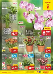 Gazetka promocyjna Netto Marken-Discount - Filial-Angebote - Gazetka - ważna od 17.06 do 17.06.2023 - strona 7 - produkty: angebot, beetpflanzen, bestpreis, Blüte, calibrachoa, chrysanthemen, eis, Gerber, Grünpflanzen, orchidee, petunie, petunien, pflanze, pflanzen, reis, rosen, Ti, topf, übertopf, ZTE