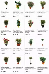 Gazetka promocyjna Obi - Prospekte - Gazetka - ważna od 06.09 do 06.09.2023 - strona 17 - produkty: citrus, dip, lachs, Schal, Schale, Ti, topf