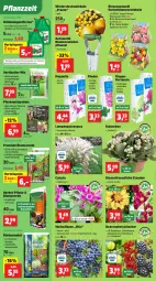 Gazetka promocyjna Thomas Philipps - Gazetka - ważna od 23.08 do 23.08.2025 - strona 2 - produkty: auto, beere, beeren, bio, biozidprodukte, blume, blumen, blumenerde, brombeere, dünger, eis, elle, erde, flieder, himbeer, himbeere, hortensie, hydrangea, Hydrangea paniculata, johannisbeere, Kalanchoe, Kraut, Lampe, LG, mac, Narzissen, natur, obst, Pellets, pflanze, rasen, Rauch, reis, rind, rindenmulch, ring, rwe, sac, Schal, Schale, stauden, Ti, topf, triumph, vorteilspreis, wein, zwiebel, zwiebeln