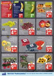 Gazetka promocyjna Edeka - Prospekte - Gazetka - ważna od 12.07 do 12.07.2025 - strona 4 - produkty: banane, bananen, beere, beeren, bio, deka, dünger, edeka bio, eis, erdbeere, erdbeeren, payback, pflanze, pflanzen, reis, rosen, tesa, Ti, tisch, topf, ZTE