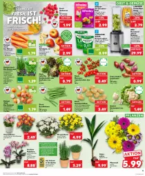 Gazetka promocyjna Kaufland - Prospekt - Gazetka - ważna od 06.09 do 06.09.2023 - strona 11 - produkty: andechser natur, angebot, angebote, basilikum, Becher, beere, beeren, Behälter, beutel, bio, bioland, blume, blumen, blumenkohl, bohne, bohnen, Buschbohnen, decke, Deckel, Eichblattsalat, eis, himbeer, himbeere, himbeeren, honig, joghur, joghurt, kartoffel, kartoffeln, kokos, kopfsalat, kräuter, langnese, messer, Mixer, möhren, natur, obst, orchidee, petersilie, pflanze, pflanzen, Ria, rispentomaten, sac, salat, Schal, Schale, Schalotte, schnittlauch, smoothie, speisekartoffeln, spülmaschinen, standmixer, tafeläpfel, Ti, tomate, tomaten, topf, topf ø 12 cm, trolli, übertopf, WMF, zwiebel, zwiebeln