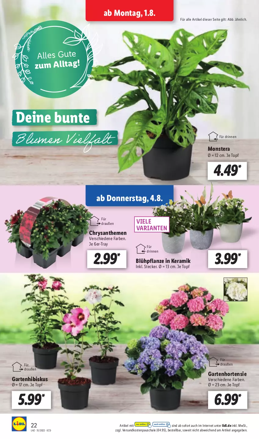 Aktueller Prospekt Lidl - Aktionsprospekt - von 01.08 bis 06.08.2022 - strona 22 - produkty: chrysanthemen, Garten, hortensie, HP, monster, Monstera, ndk, pflanze, Ria, Schal, Schale, Ti, topf