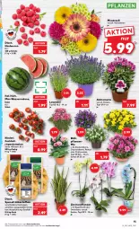 Gazetka promocyjna Kaufland - Gazetka - ważna od 27.07 do 27.07.2022 - strona 15 - produkty: angebot, angebote, beere, beeren, blume, cocktail, eis, Frühkartoffeln, himbeer, himbeere, himbeeren, HP, kartoffel, kartoffeln, lavendel, melone, orchidee, orchideen, pflanze, pflanzen, Ria, rispentomaten, sac, Schal, Schale, speisefrühkartoffeln, Ti, tomate, tomaten, topf, wasser, wassermelone