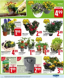 Gazetka promocyjna Edeka - Prospekte - Gazetka - ważna od 21.03 do 21.03.2026 - strona 26 - produkty: blume, blumen, blumenerde, eis, elle, erde, Garten, Gartensack, korb, Narzissen, pflanze, pflanzen, Primeln, reis, ring, sac, salat, Schal, Schale, Spezi, topf, trauben, Yo, ZTE, zwiebel