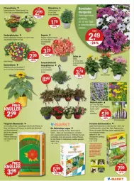 Gazetka promocyjna Vmarkt - Prospekte - Gazetka - ważna od 15.05 do 15.05.2024 - strona 15 - produkty: Bau, Begonia, Begonie, bio, blume, blumen, blumenerde, calibrachoa, dahlie, dünger, eis, ente, erde, ferramol schneckenkorn, korn, kräuter, natur, obst, pflanze, pflanzen, Potpourri, schneckenkorn, sonnenblume, Spiele, Ti, topf, zauberglöckchen